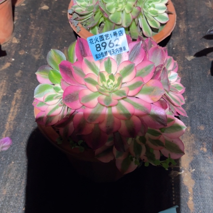 女巫花脸8962多肉植物