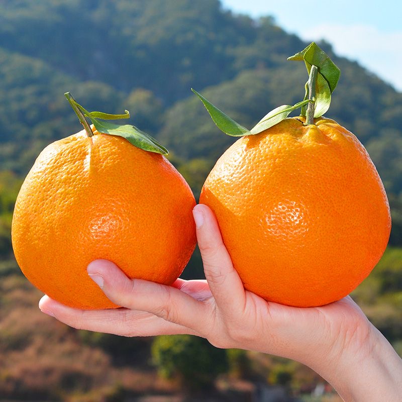 新鲜采摘四川正宗耙耙柑爆汁爆甜