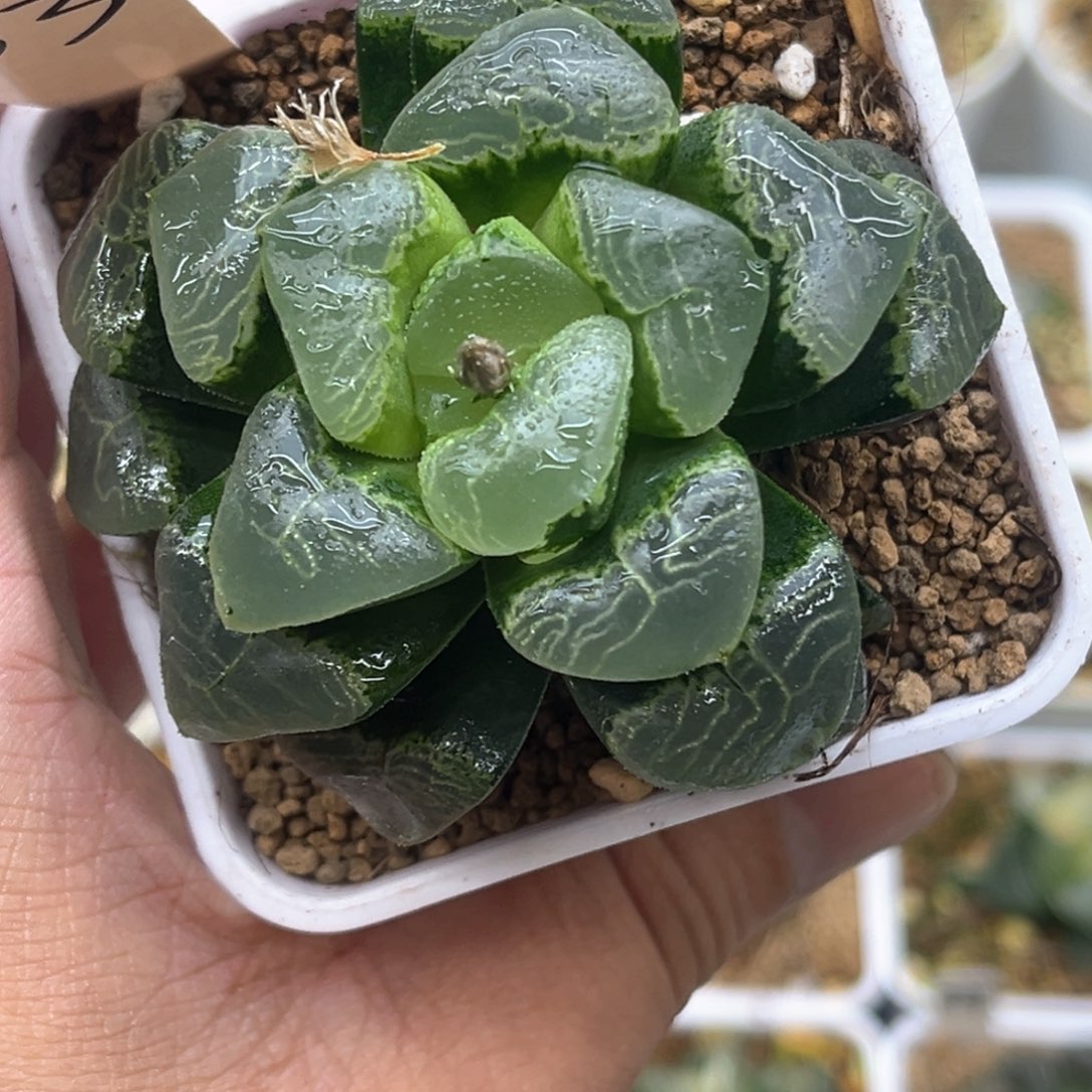 33祥云发发发发发发