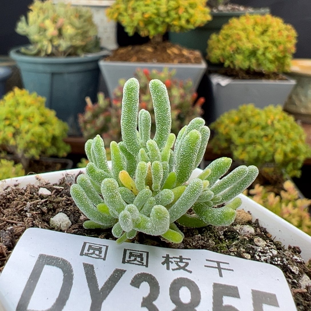 dy3855小可爱冰霜冠幅2.5cm