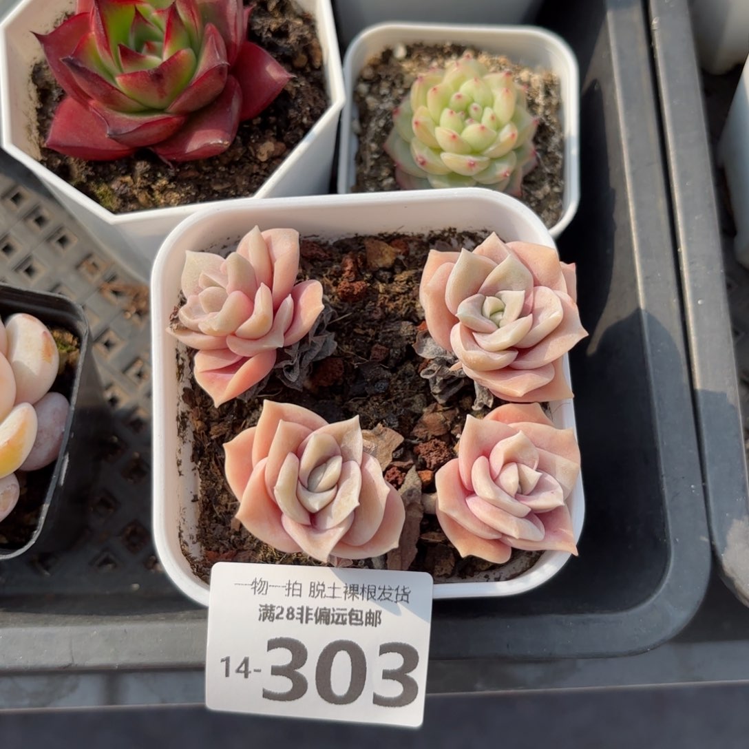 可爱玫瑰不包整多肉多肉
