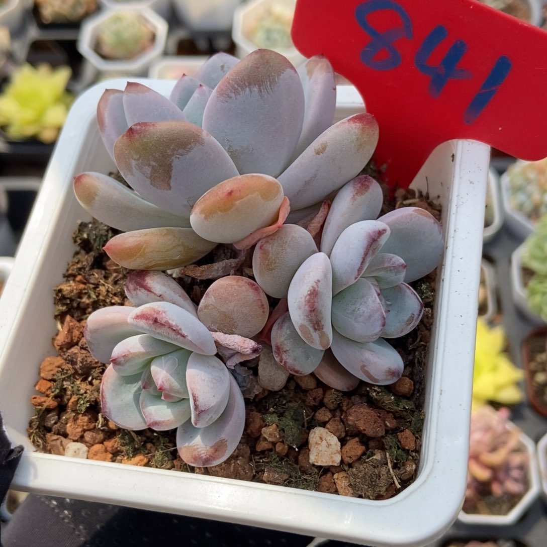 841溏心星星雪多肉植物保护