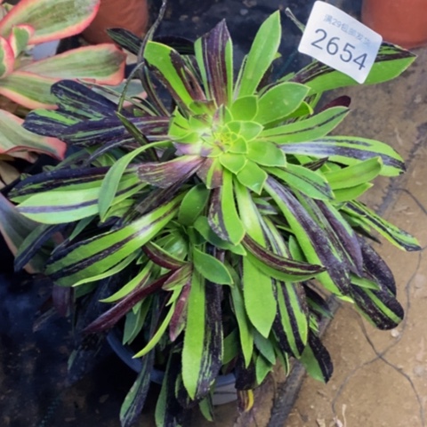 水墨丹青多肉植物2654