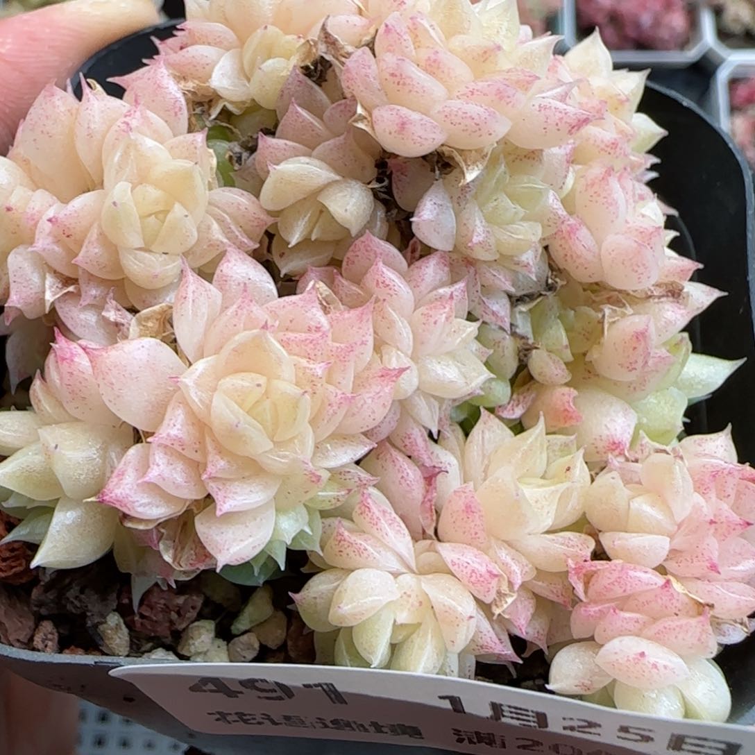 花语逸镜0125-491