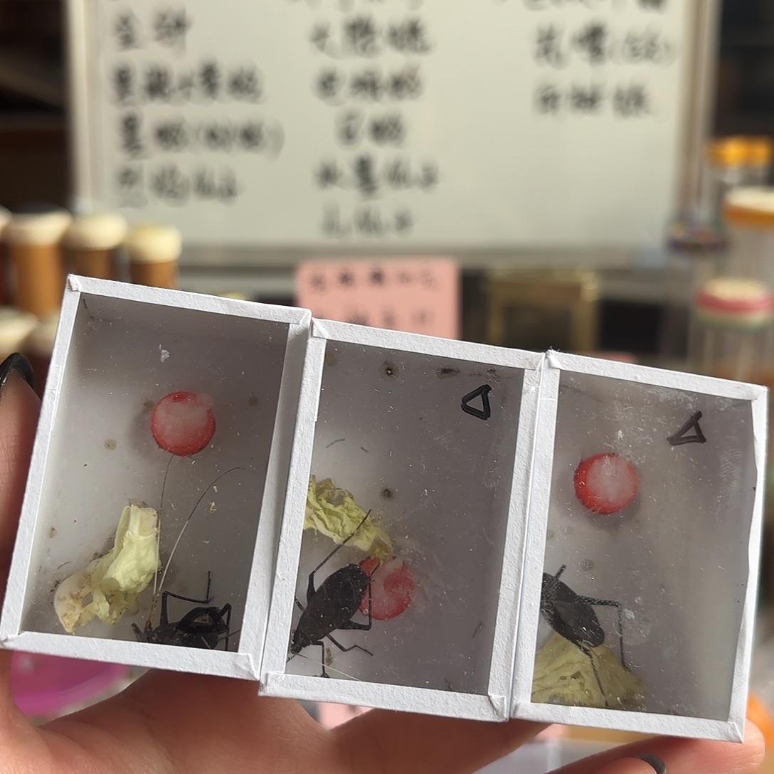 三条断须尾马蛉人工