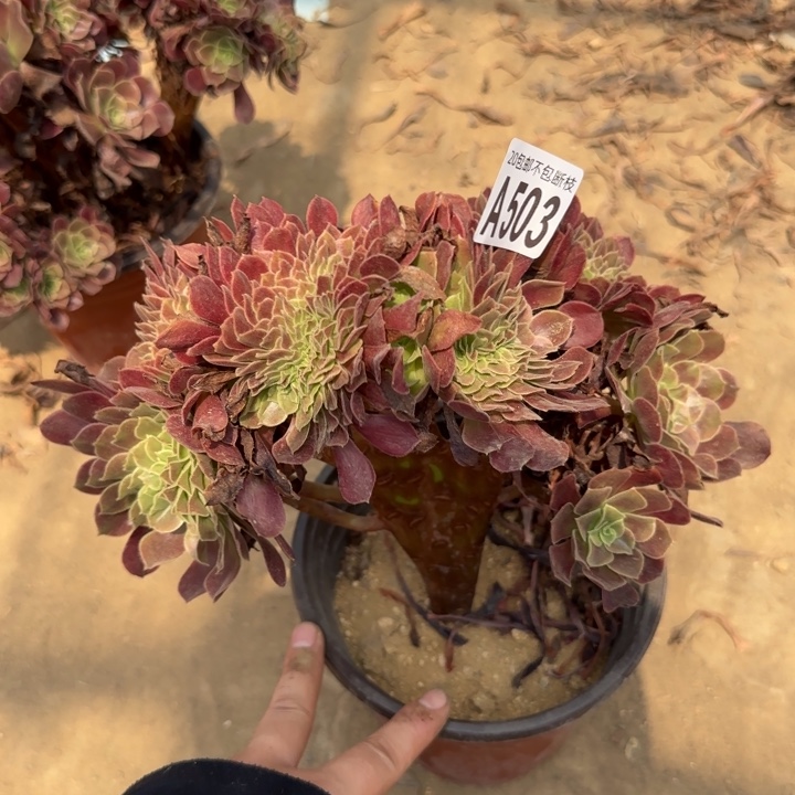 欧嘉莉缀……多肉植物……