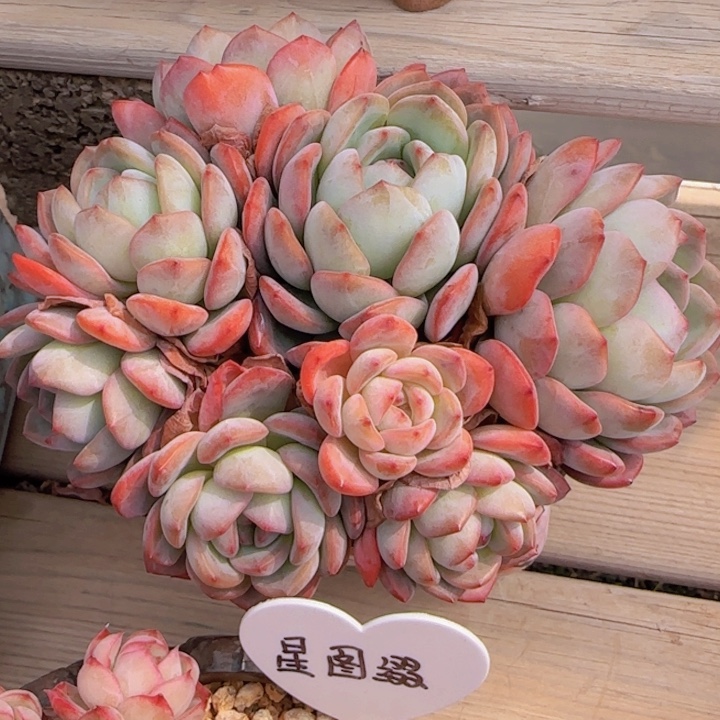 全明星 无砍 一物一拍的多肉植物