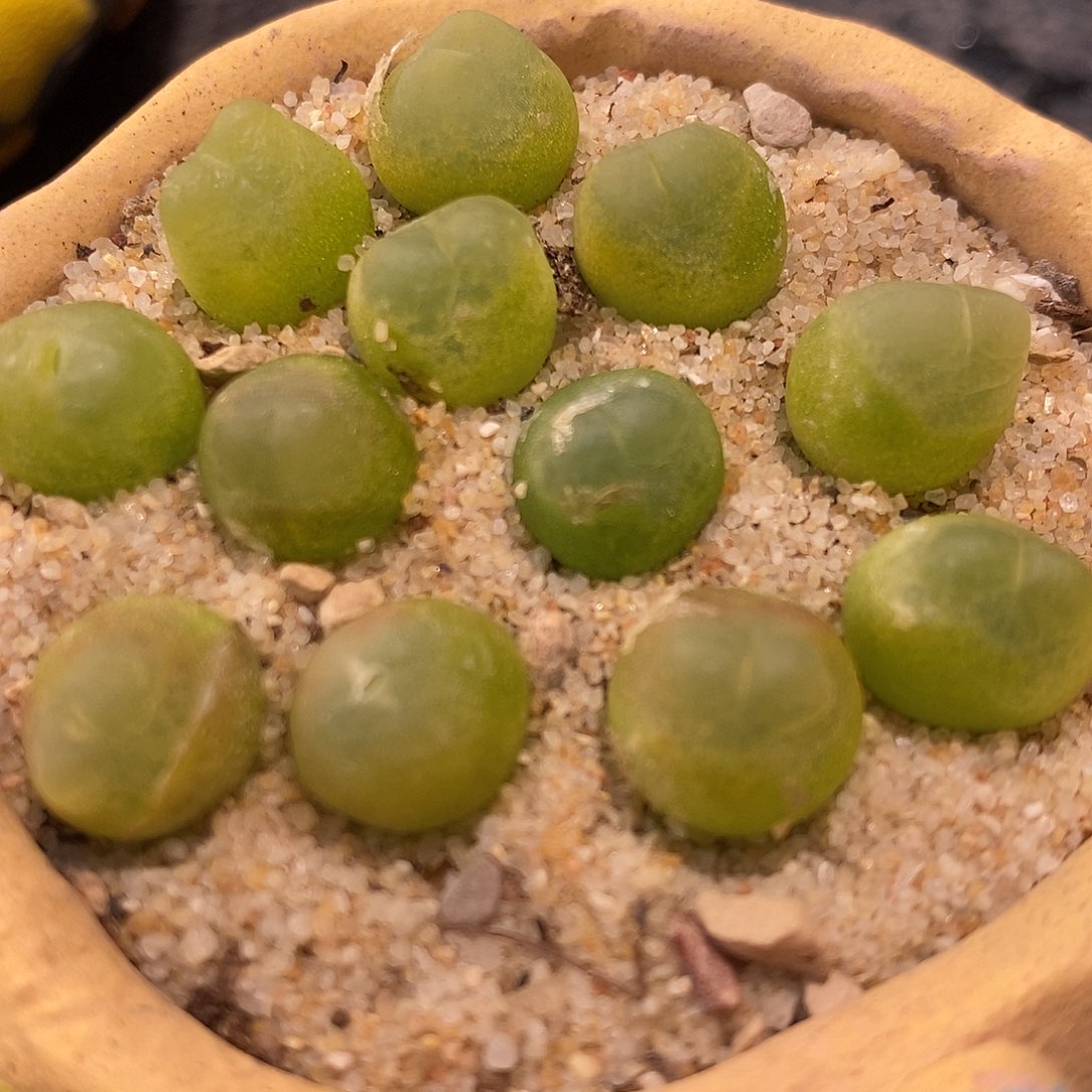 220紫皮拉登一颗。     