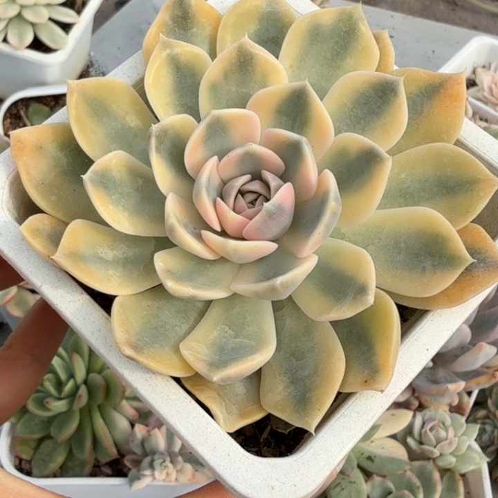 汉堡锦多肉植物一物一拍