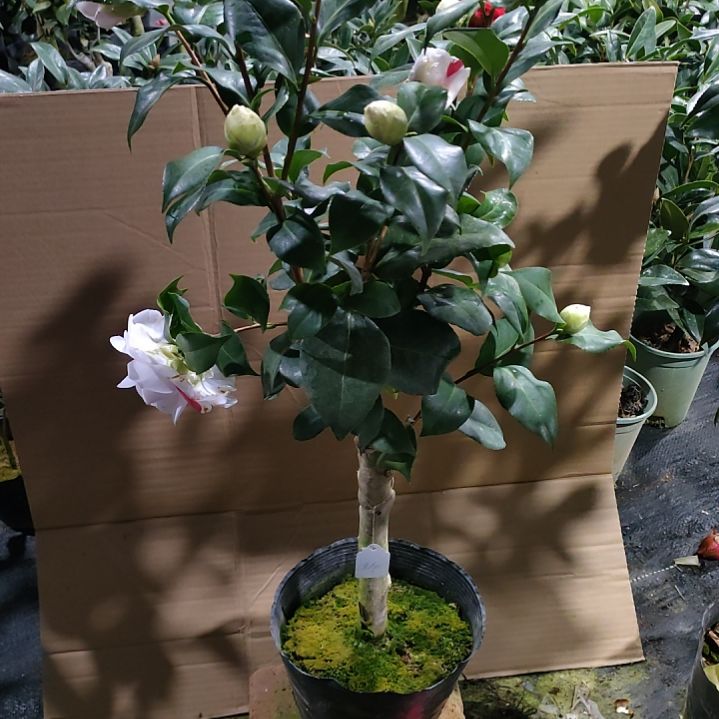 101魔术师，原盆原土发货。。