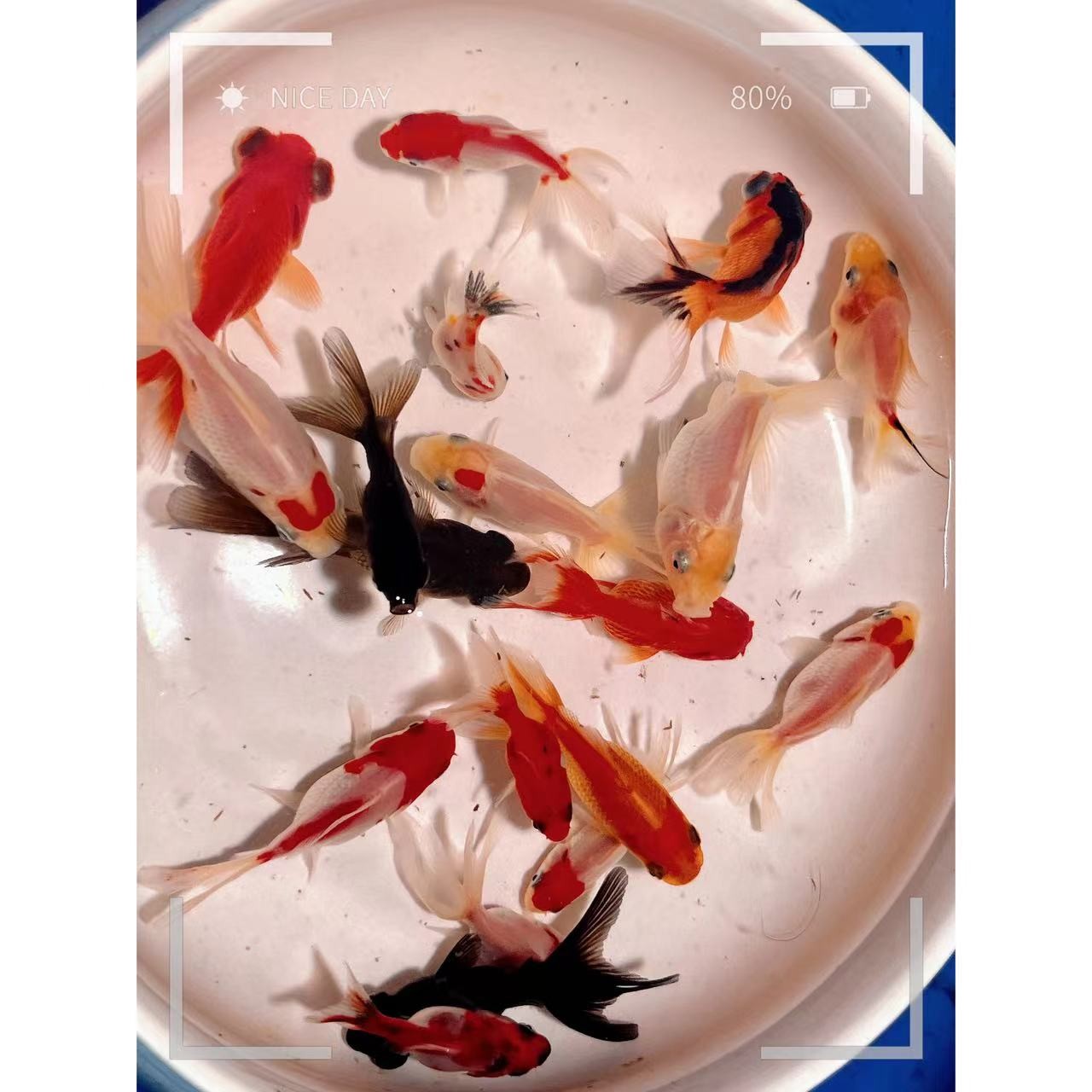 【经典款国粹狮头6-8厘米5条】观赏鱼冷水鱼多彩好养耐活新观赏鱼