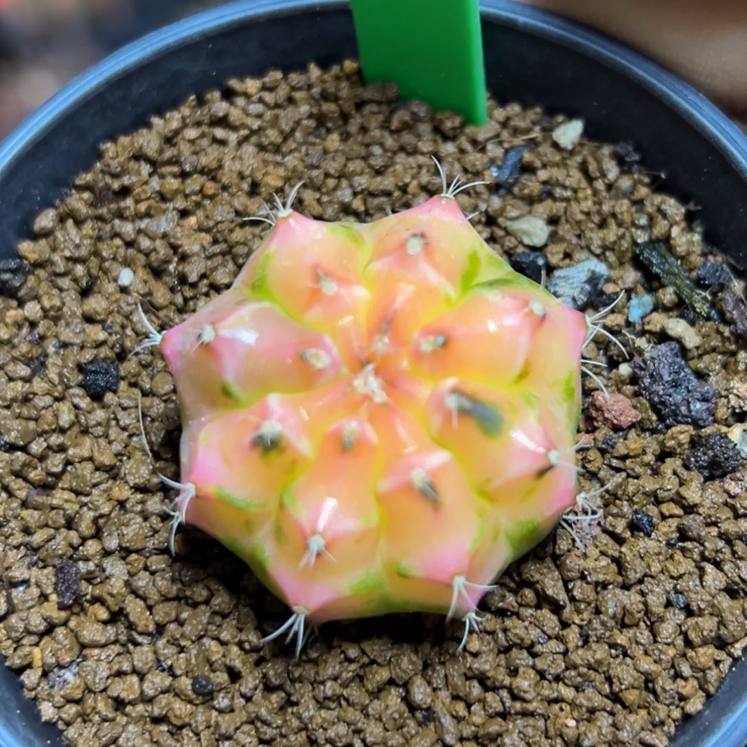 H2泰系侧芽，带盆土发货