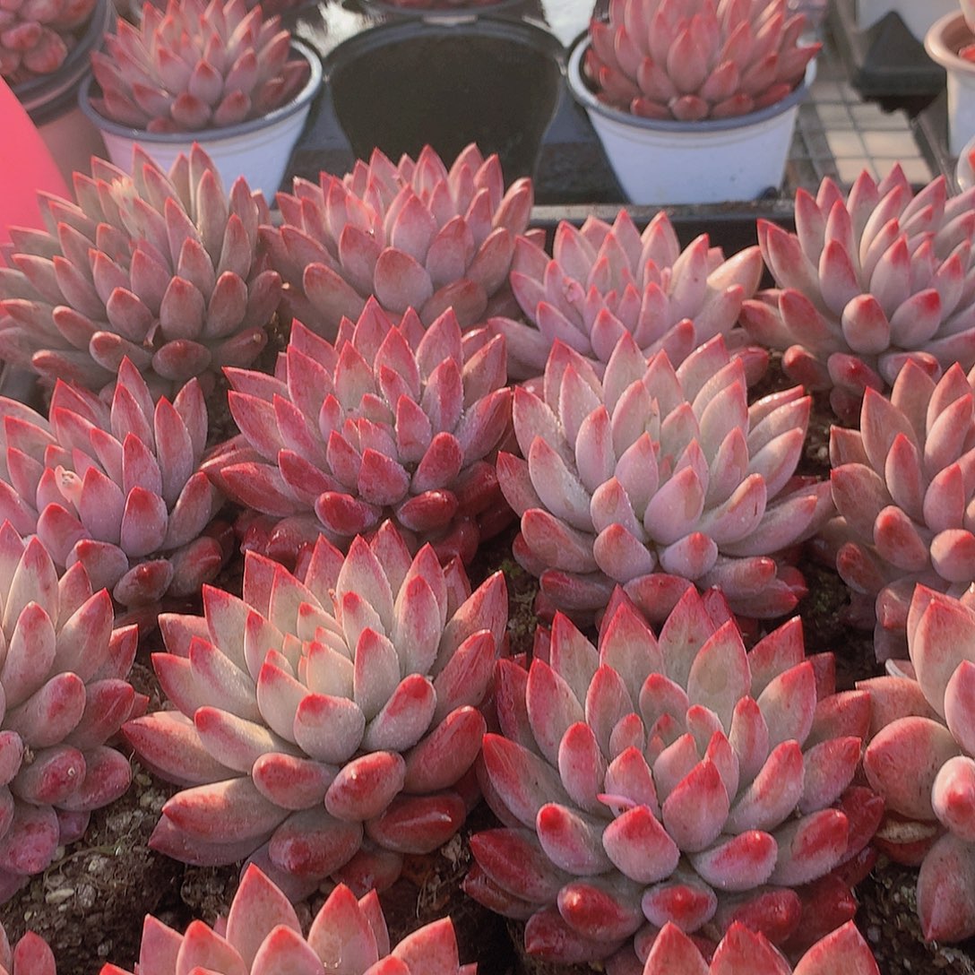 单头超红体虞美人4577899900