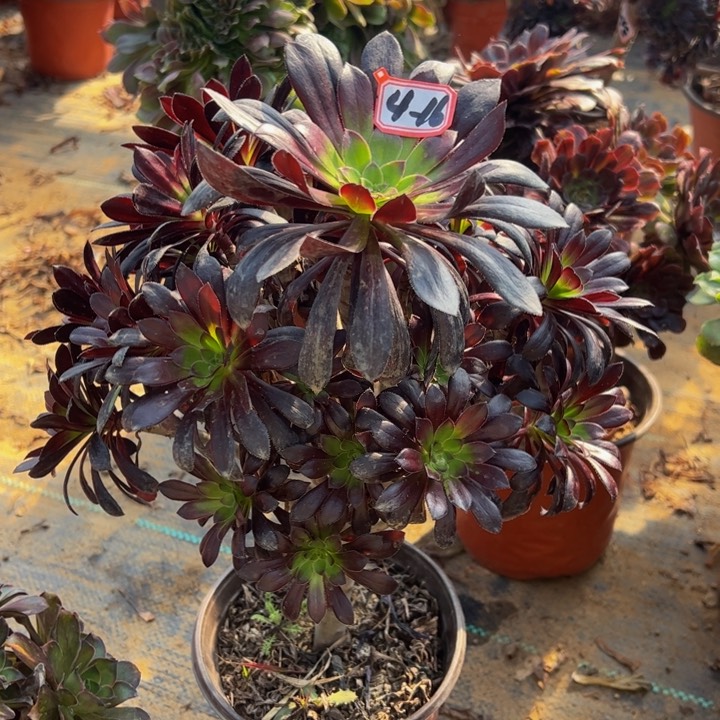 墨法师多肉植物4-16