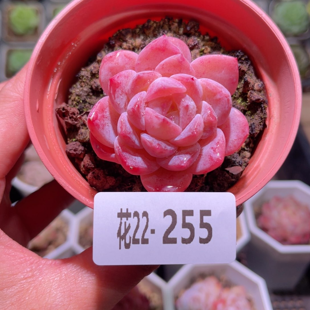 花利美22-255新品