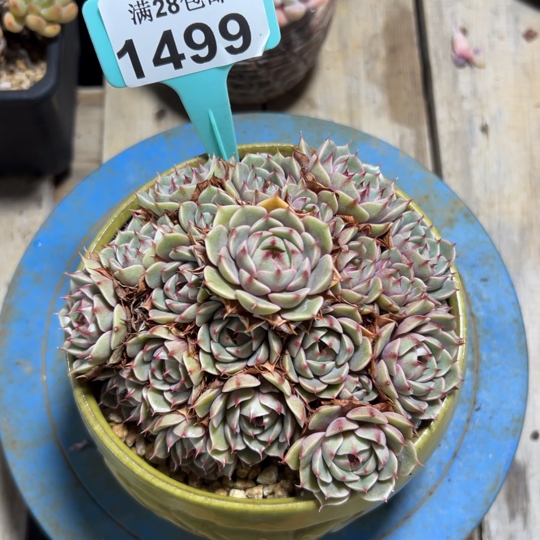 1499苯巴蒂斯，冠服13