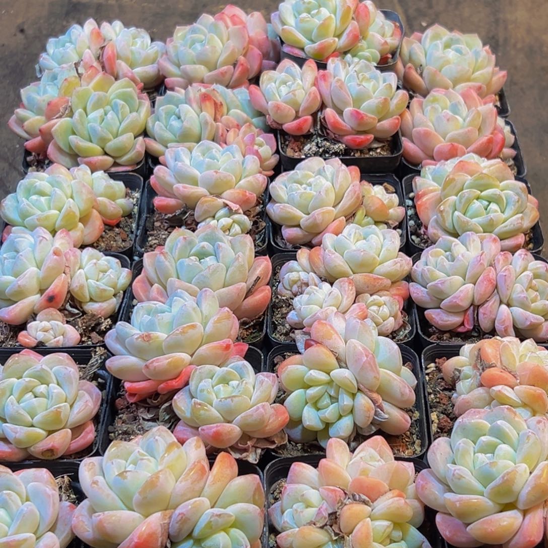 551多肉葡萄的味道真的是很不错