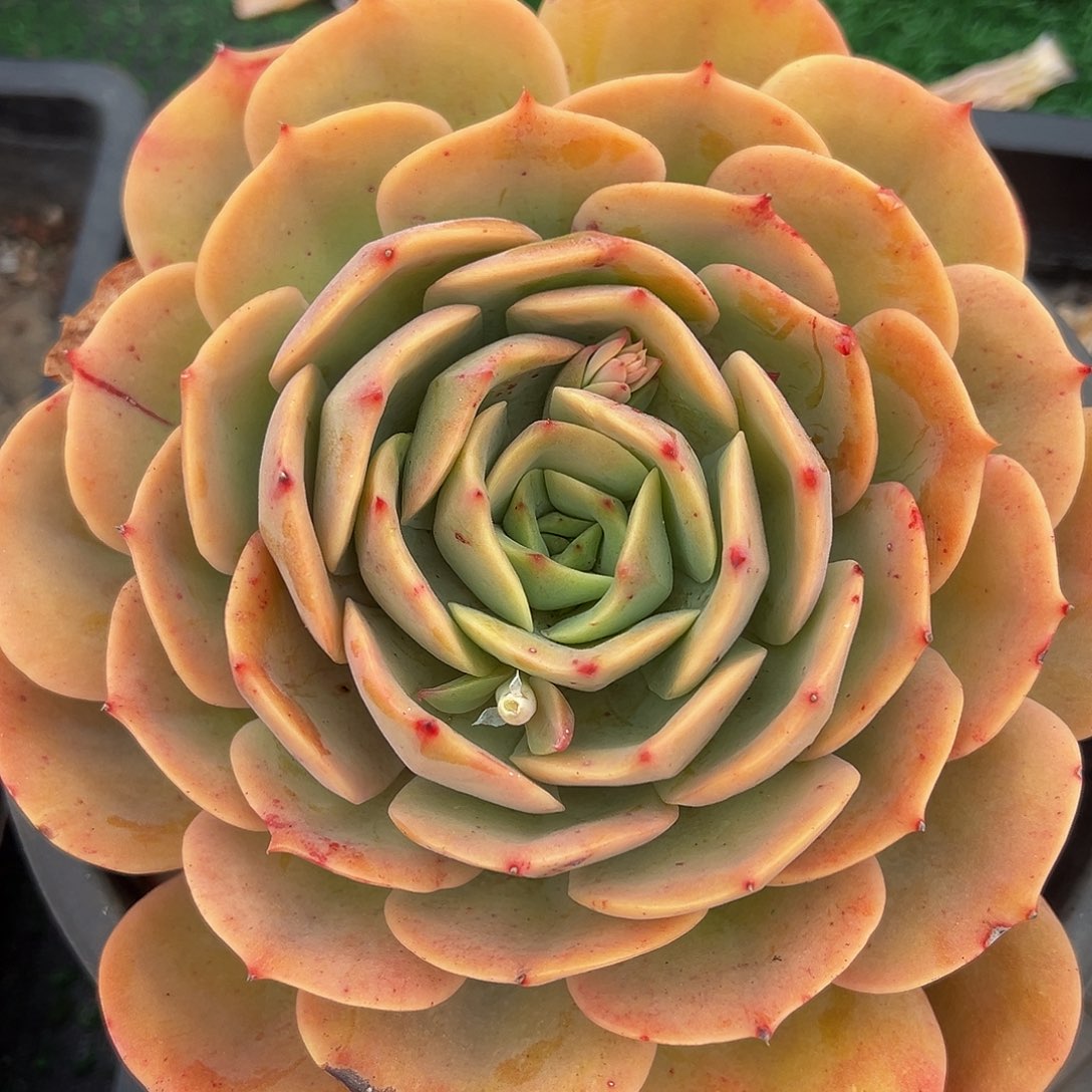 白雪公主大单头19.99