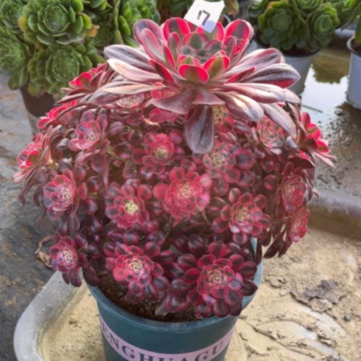 【闪购商品】17香奈儿多肉法师