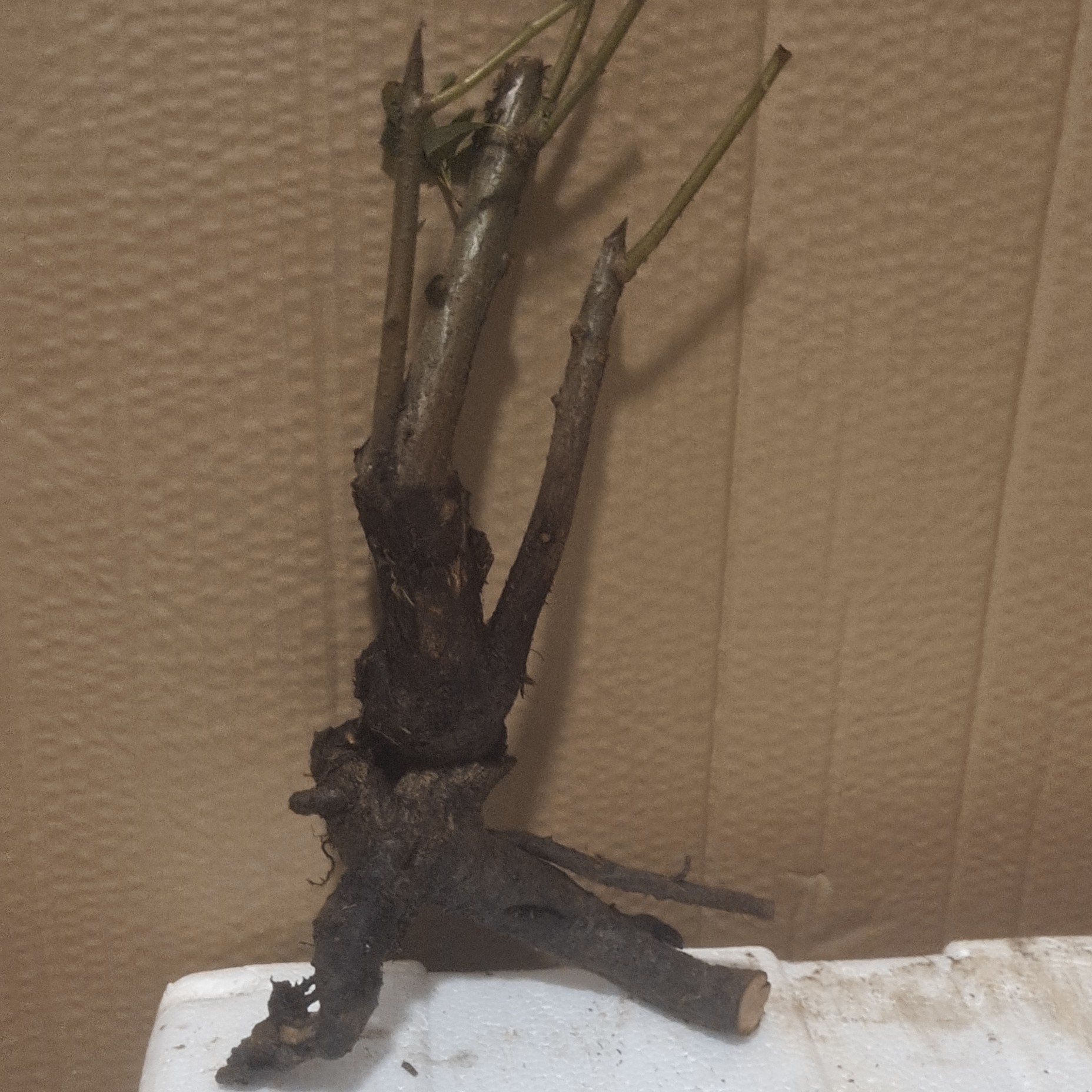 火棘室内生桩售后有保障盆景下山树桩老桩绿植