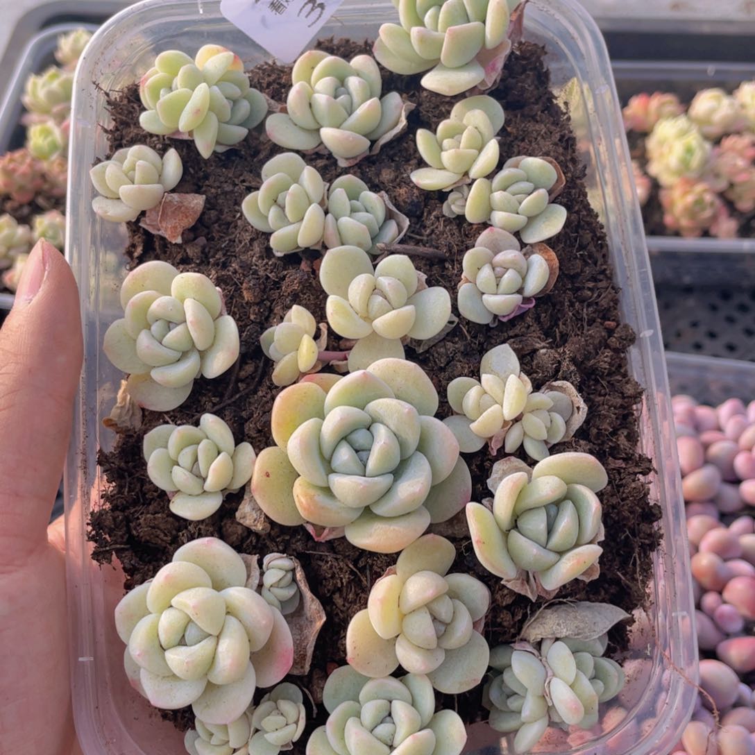 云糖心多肉植物352