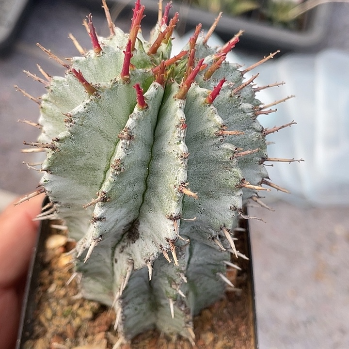 白衣魁伟玉仙人球