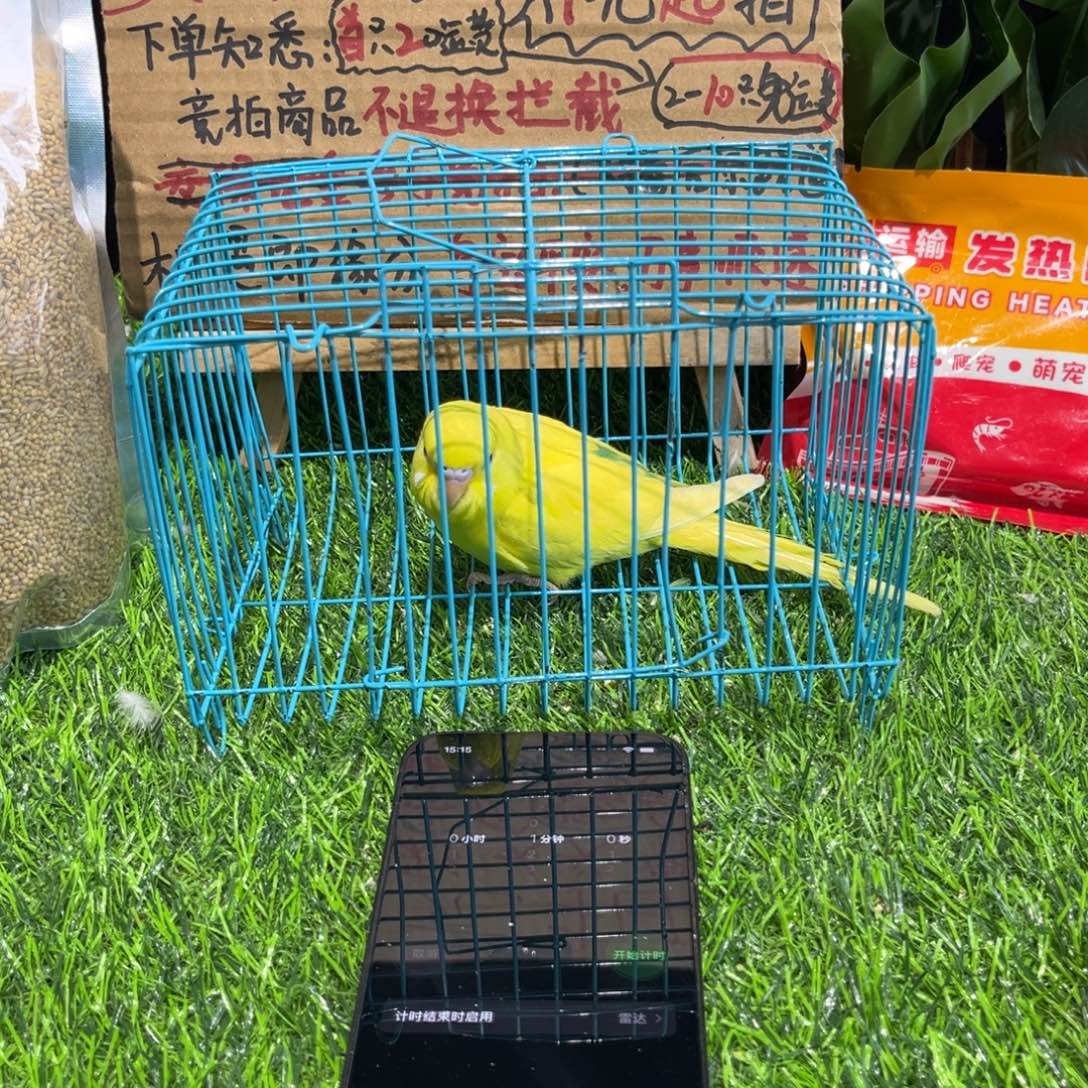 丽***7虎皮鹦鹉虎皮鹦鹉系列一只，竞拍一物一拍不退换