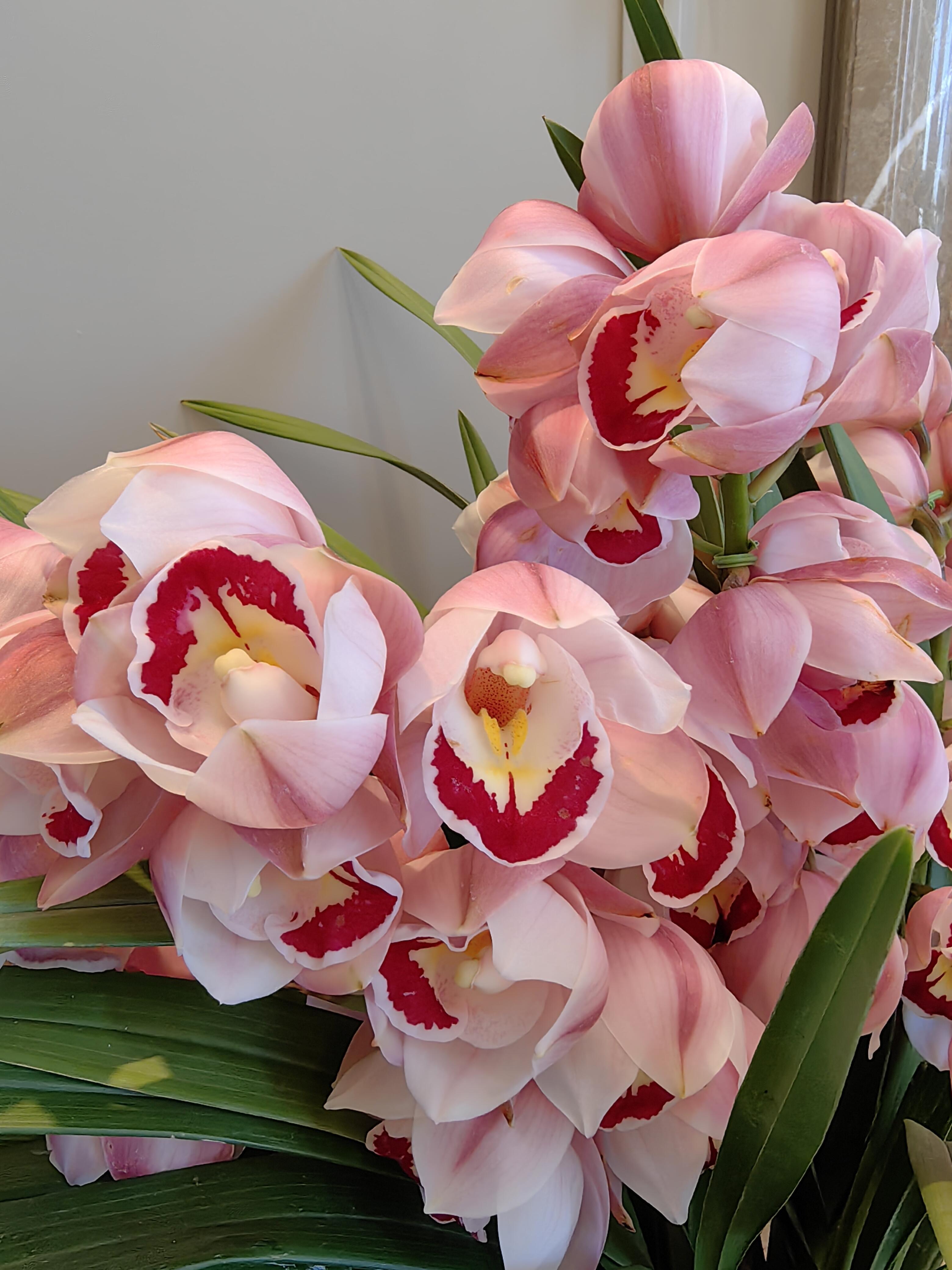 精品大花惠兰 福星 大落地款 室内好养易活