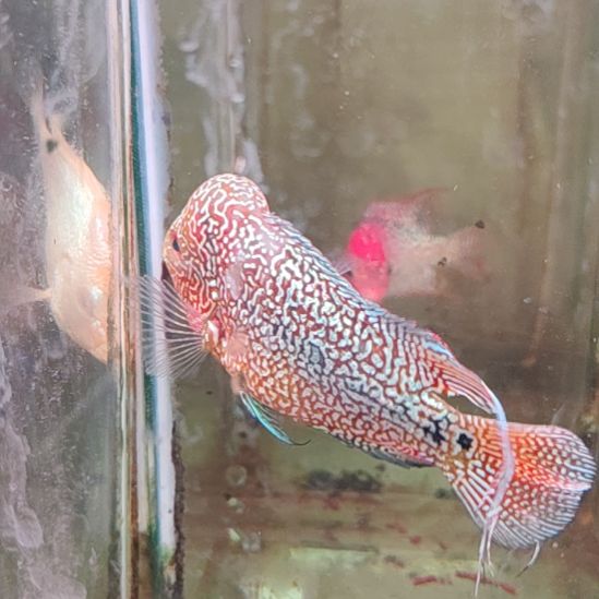 罗汉鱼222222233222