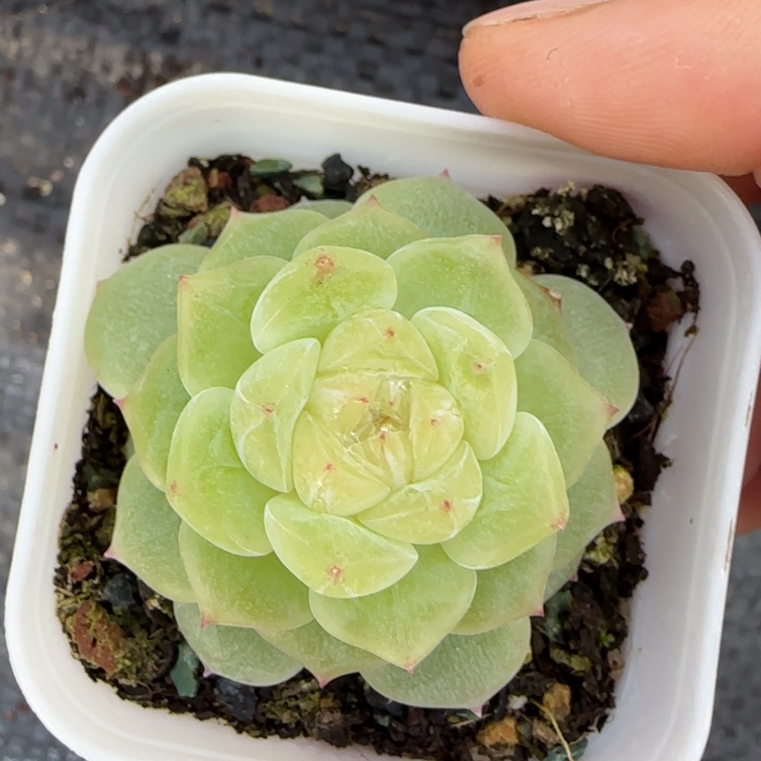 泼天盆5床一个满25包邮