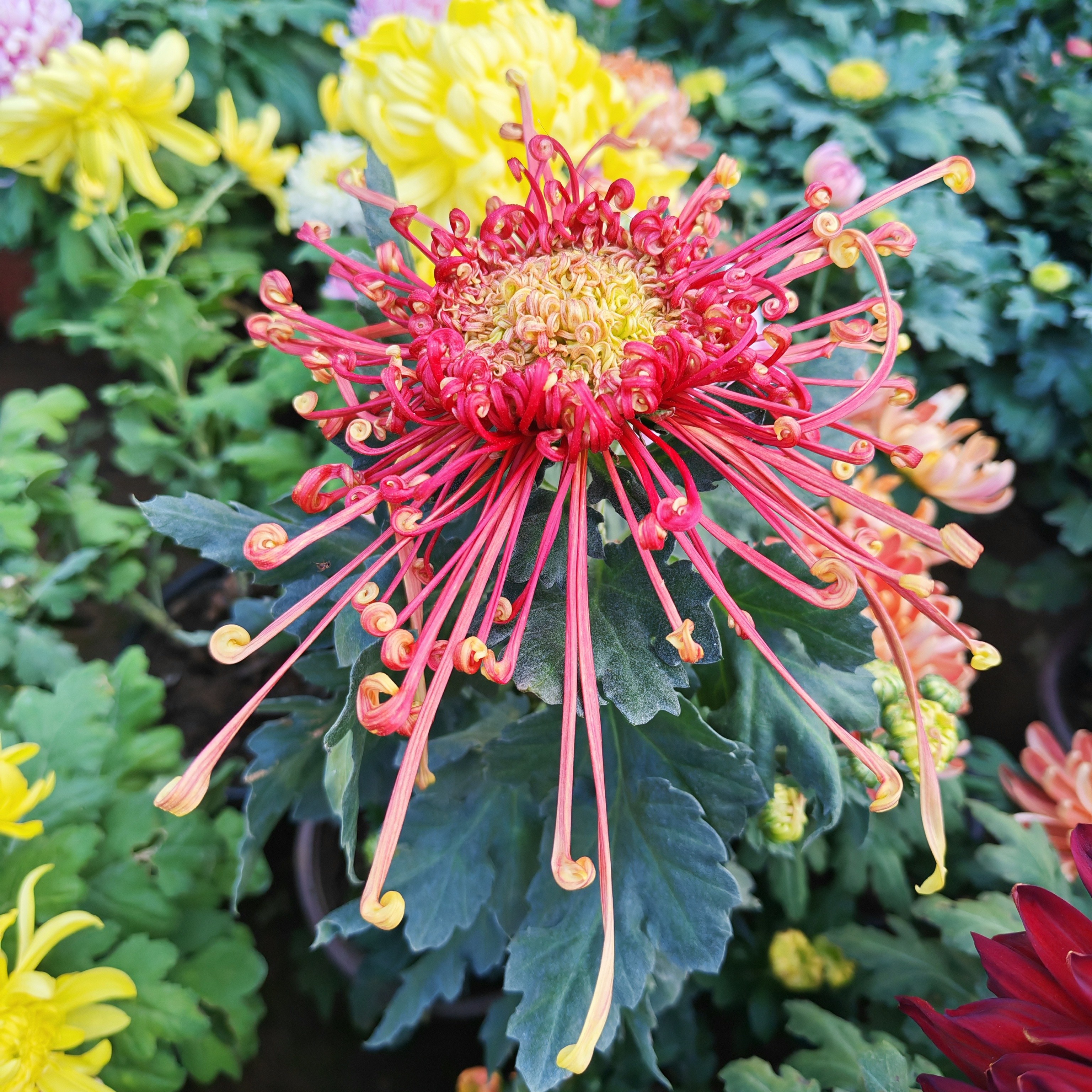 【国华花坊】九月菊花开花大菊花轻微掉叶不售后