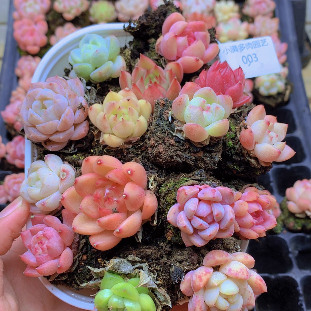 我要睡觉啦晚安了003