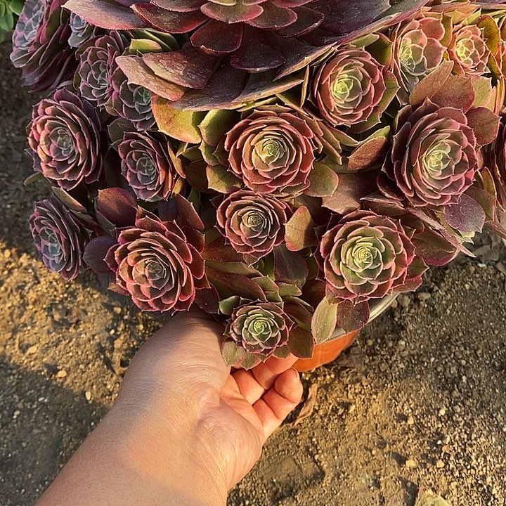 多肉植物粉花妖288多肉