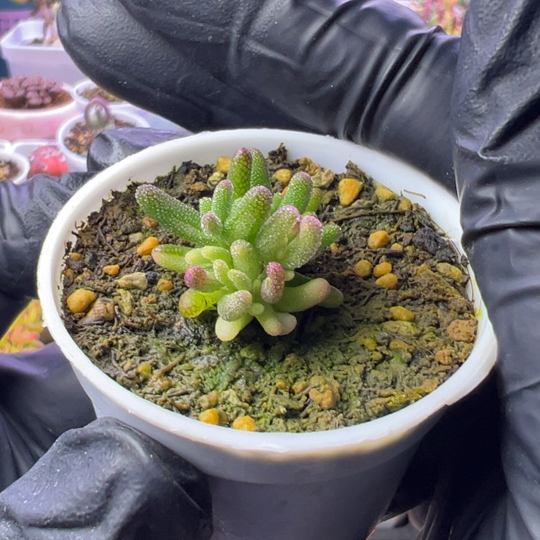 孙***宁多肉植物枝干米粒锦阴阳带拉丝