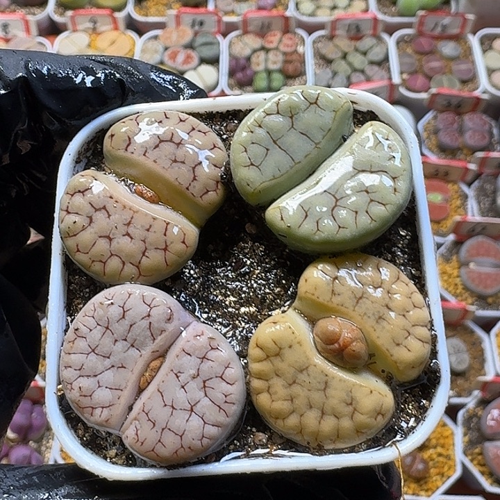 生石花2/：。在。  61号