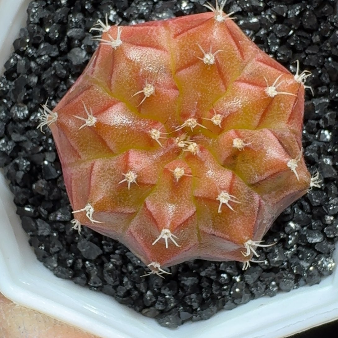 米哈实生自然锦泰国进口轮回冰球176