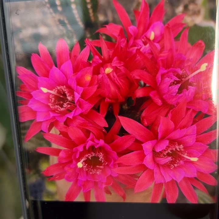 6金妞24红歪无根侧芽5公分左右20包邮