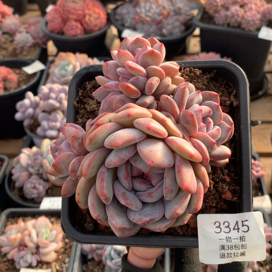 12.5厘米五头星影3345