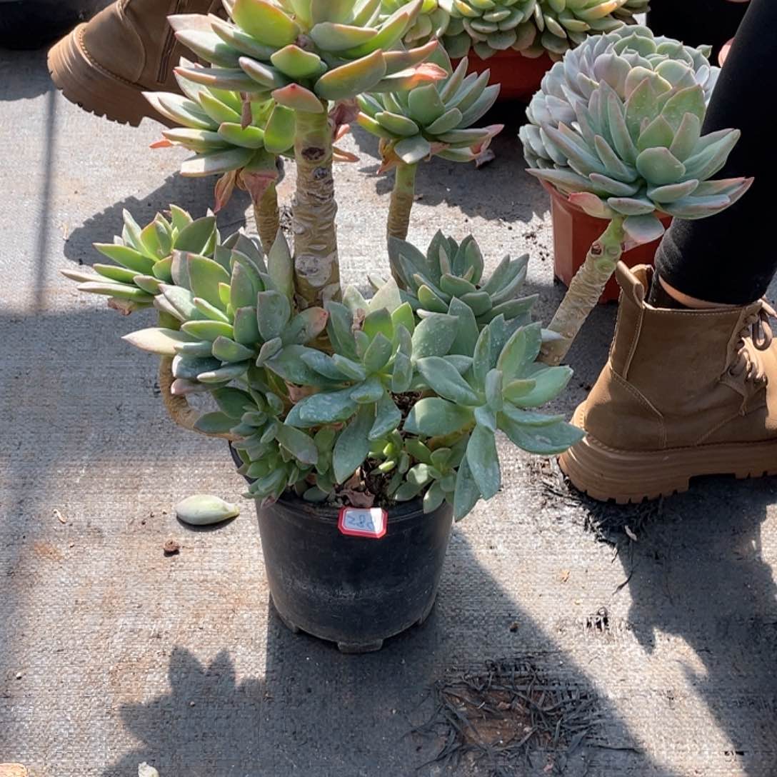 288芒果美人 一物一拍多肉