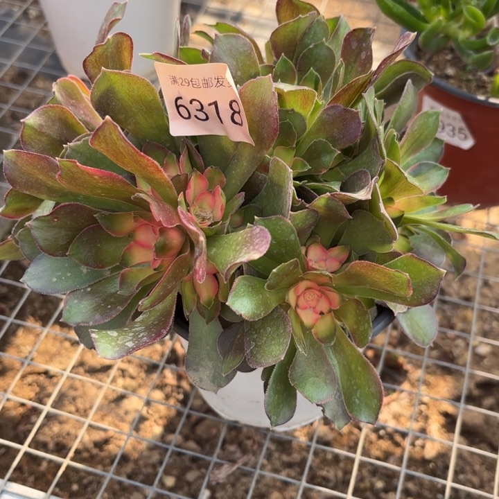 雅典娜锦多肉法师6318