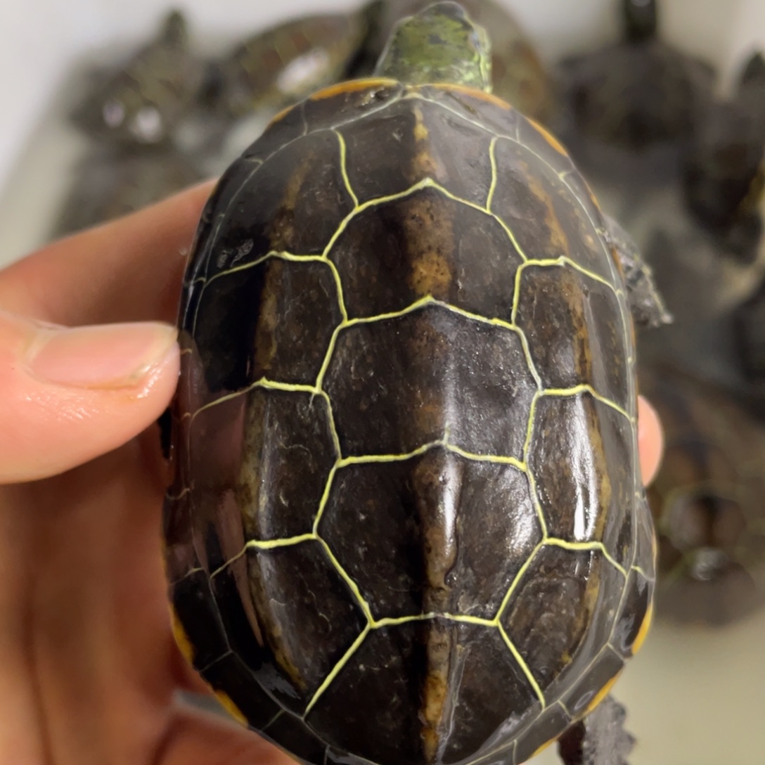 苏北金线冷水草龟