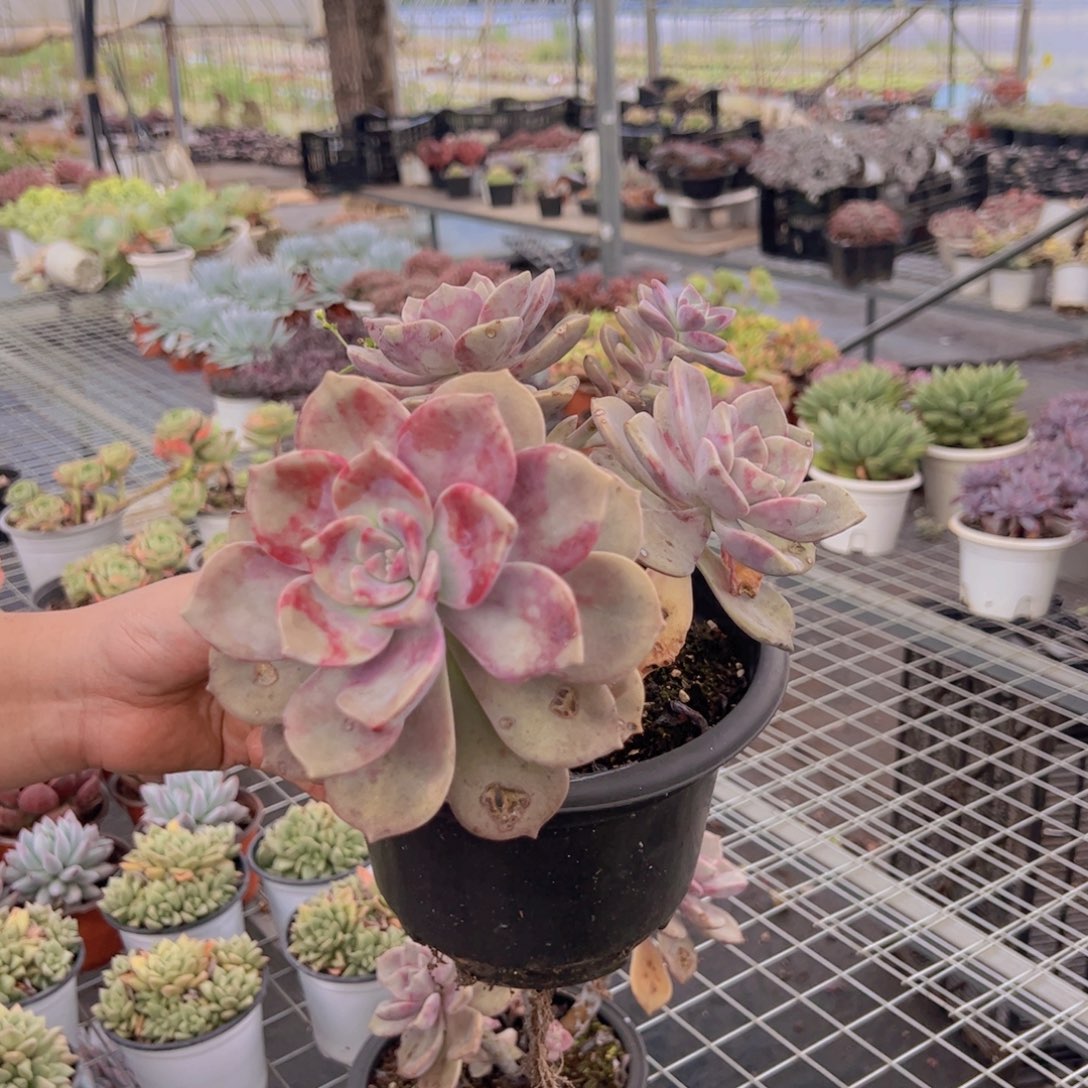 紫乐三大头起发，210杯