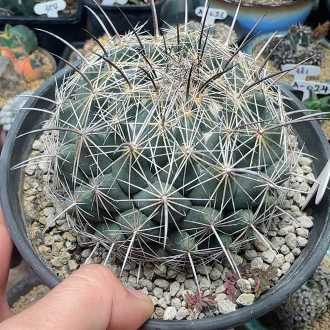 70实生圣峰丸多肉