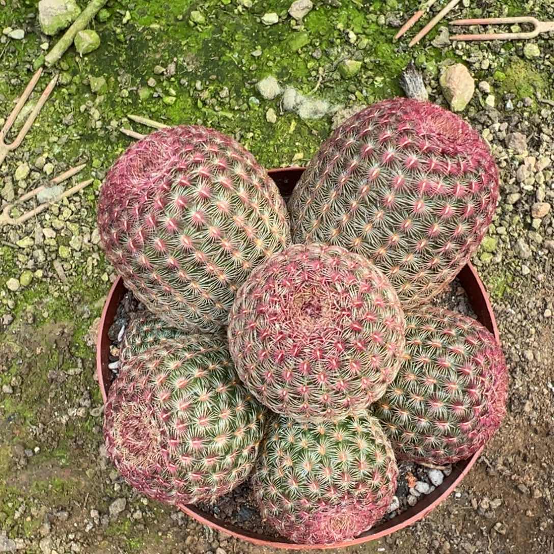 余***6零零落落 零零落落