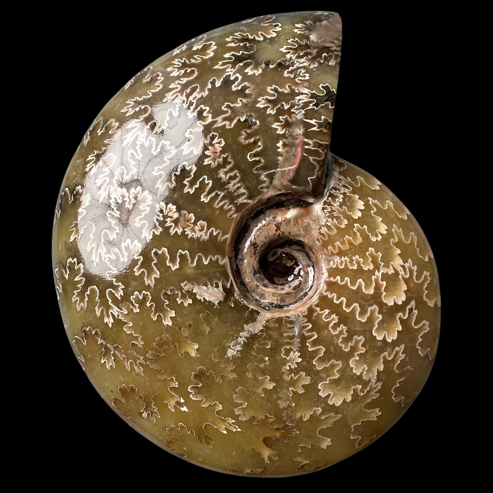 【 叶菊石（手把件）】103mm 玉化 马达加斯加SS 古贝壳 B4