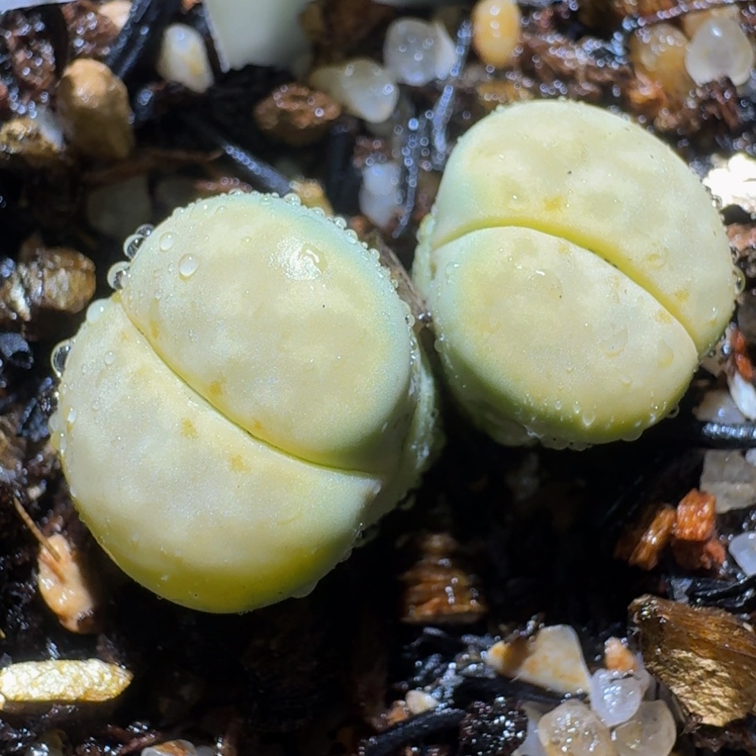 板娘私藏好屁屁694