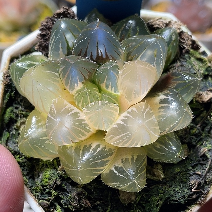 557糊斑赤线锦特选福利