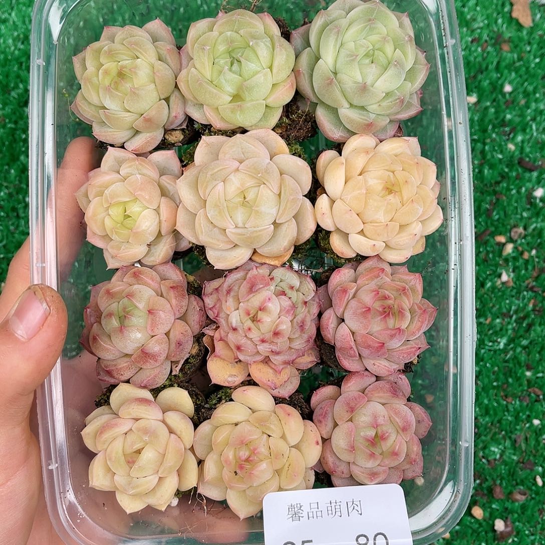 多肉一物一拍25-80