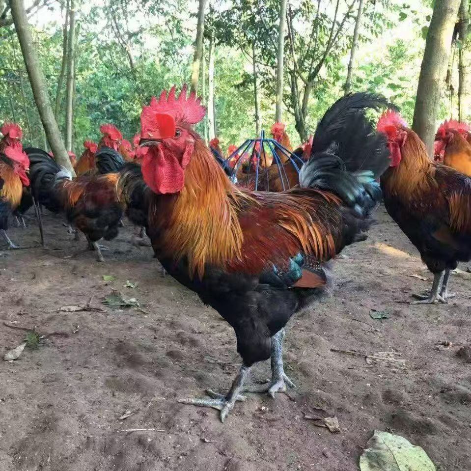 肉质鲜美 云南散养老土鸡整鸡