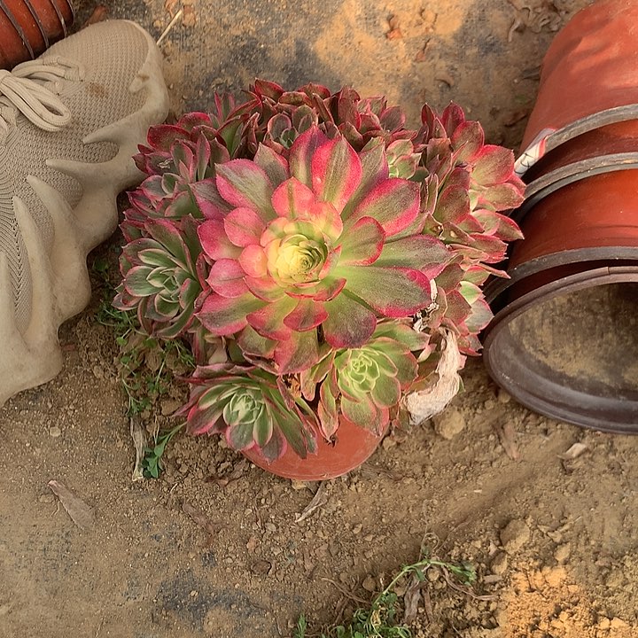 多肉植物海王24号